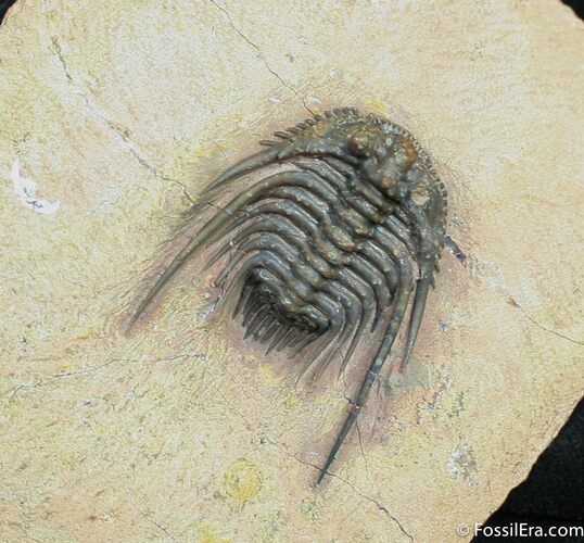 Elegantly Spined Leonaspis Trilobite #1527